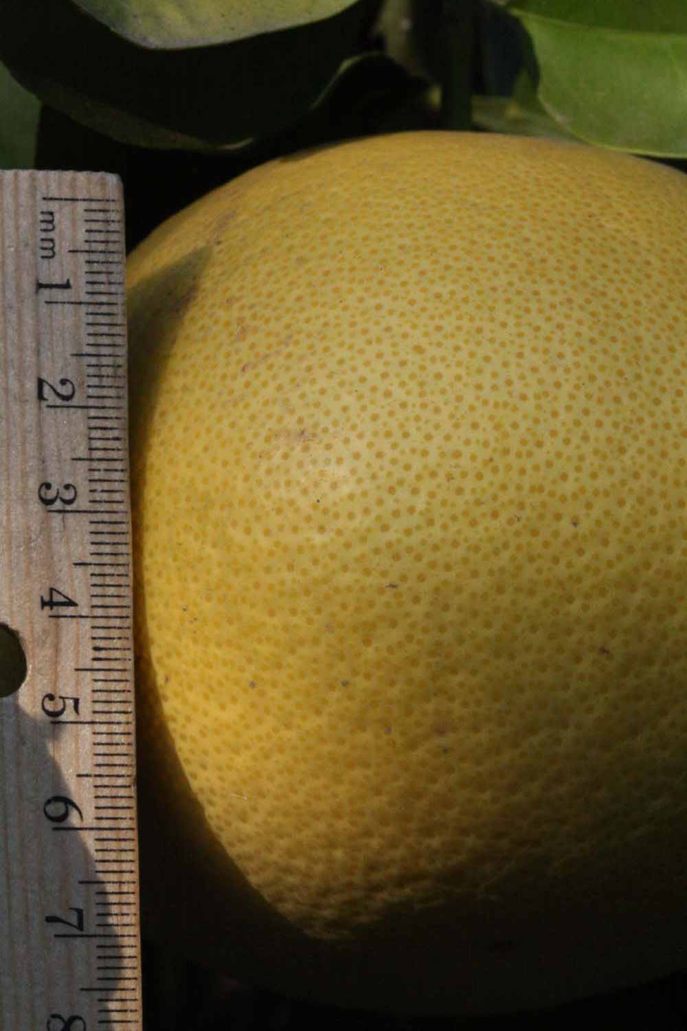              Fruit (Riverside, CA)       